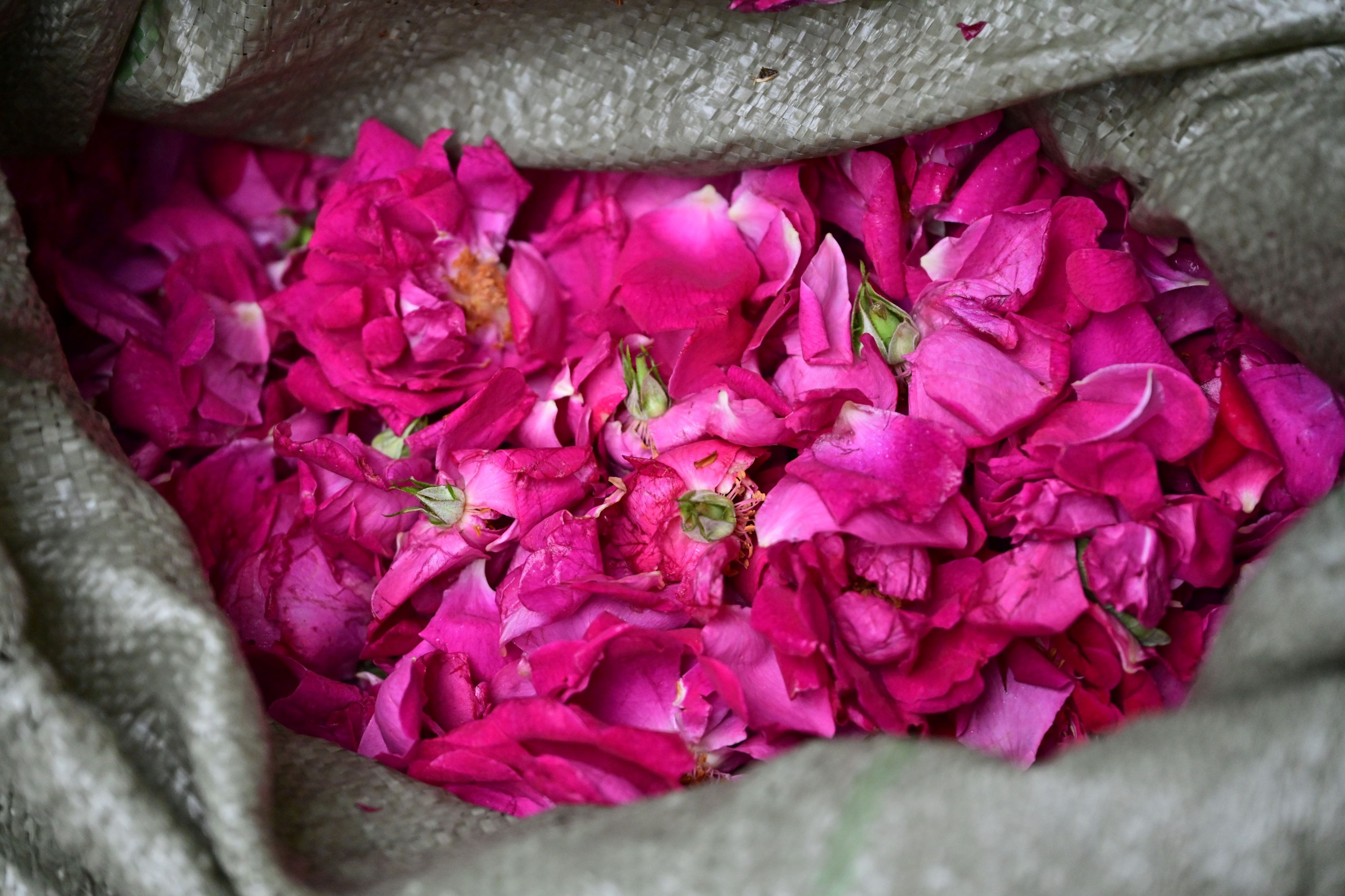 – 《鲜花饼店的玫瑰》[16P]-66COS