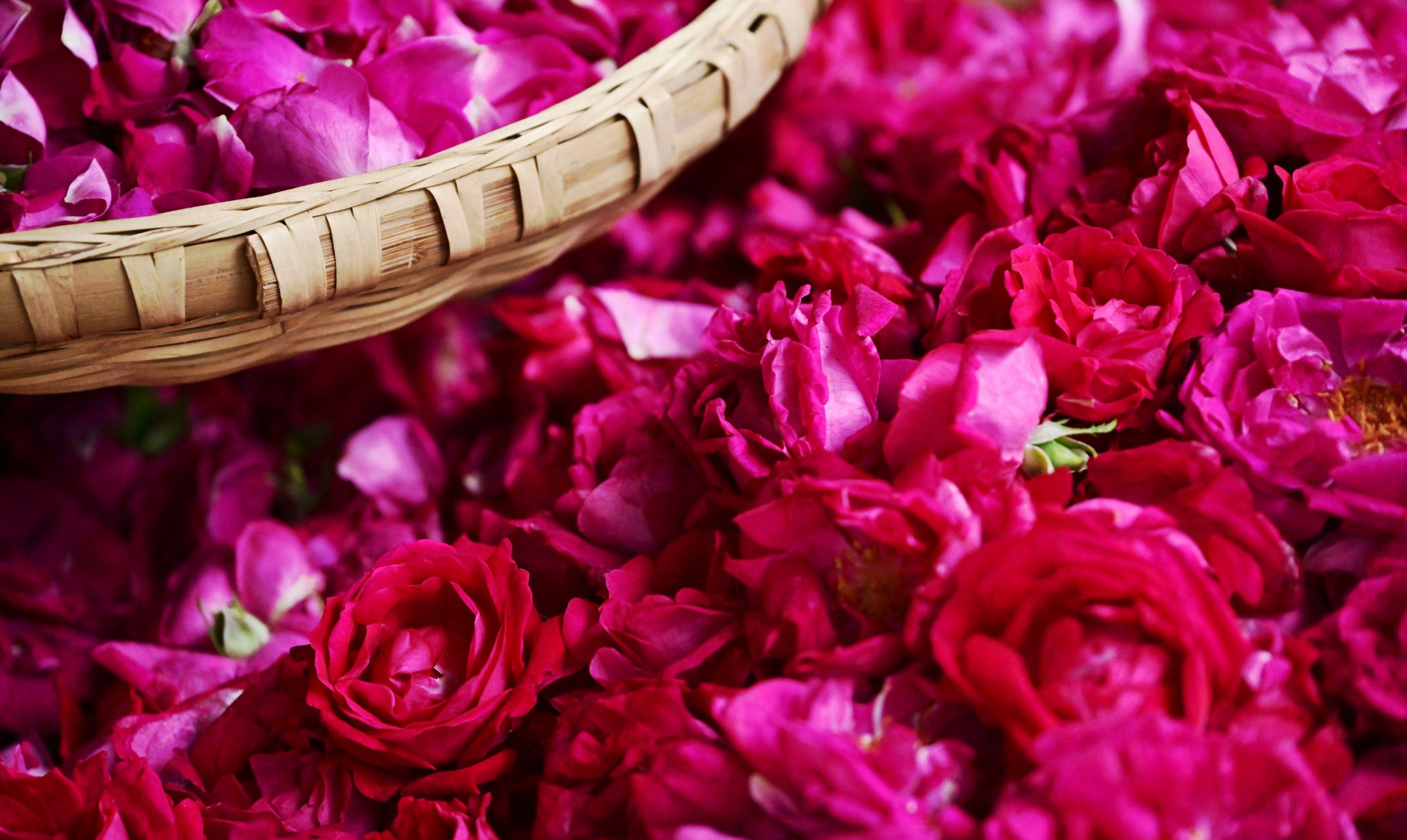  – 《鲜花饼店的玫瑰》[16P] 插图2