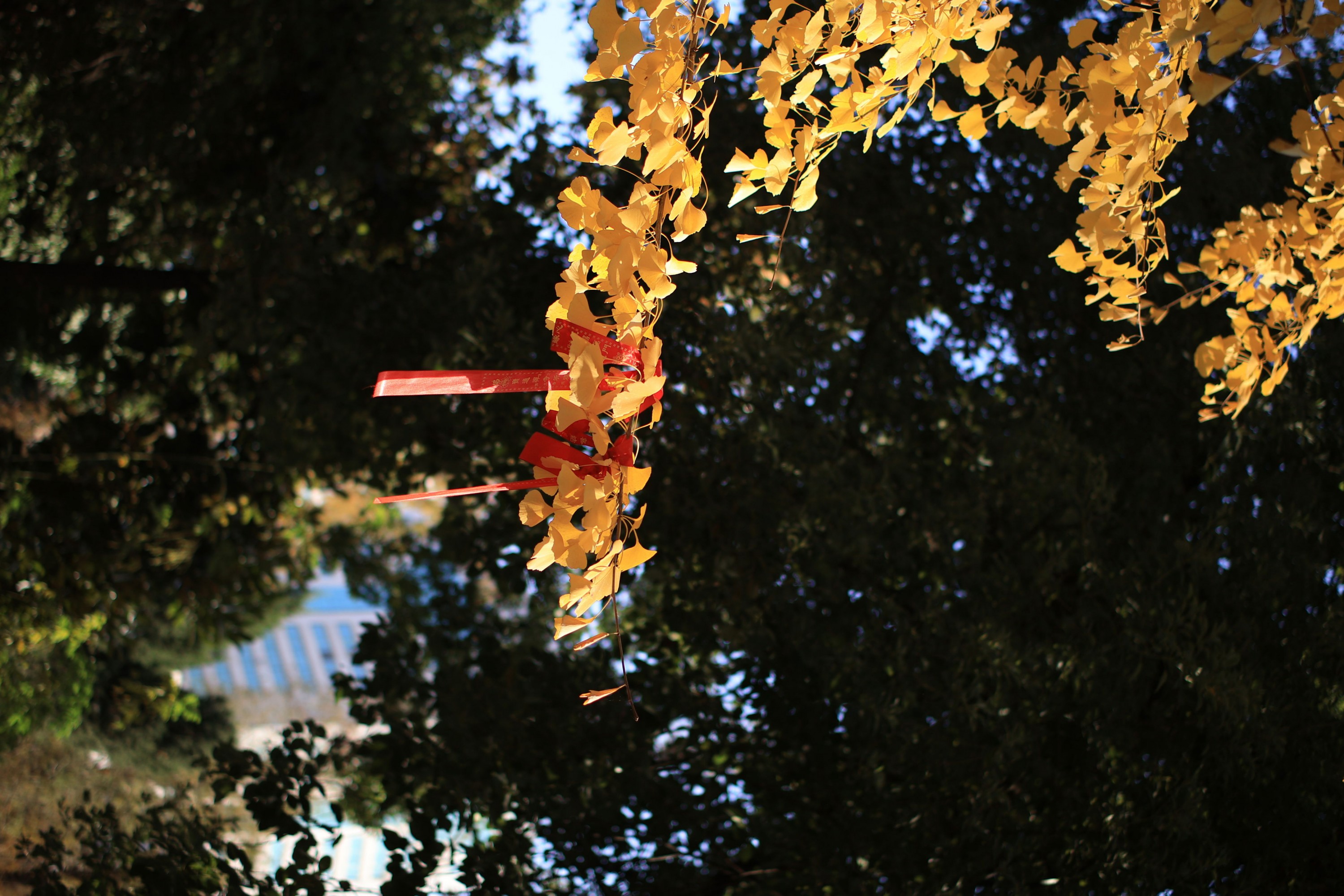 《光影随手拍》[9P]-66COS