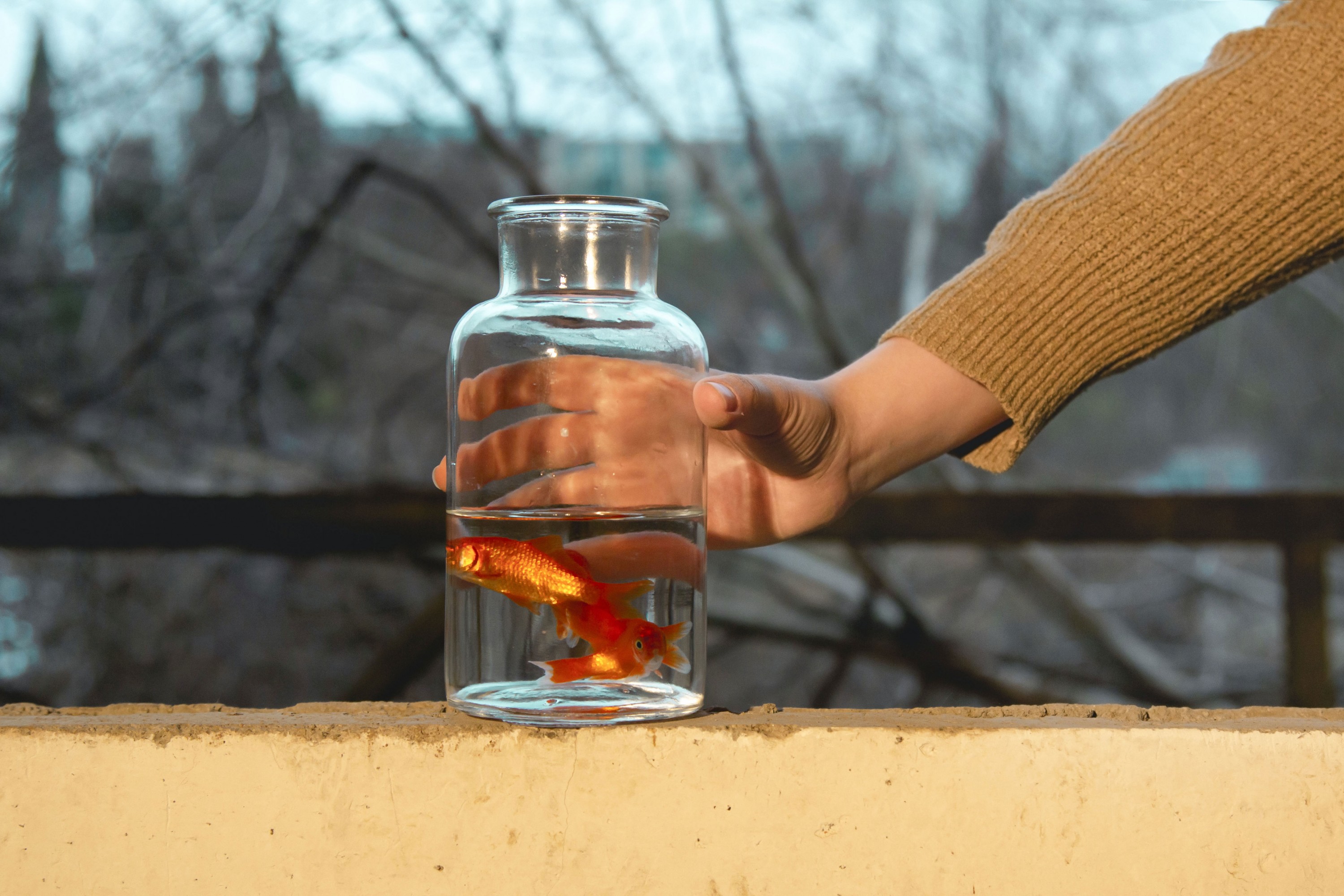 《金鱼》[35P] 插图4