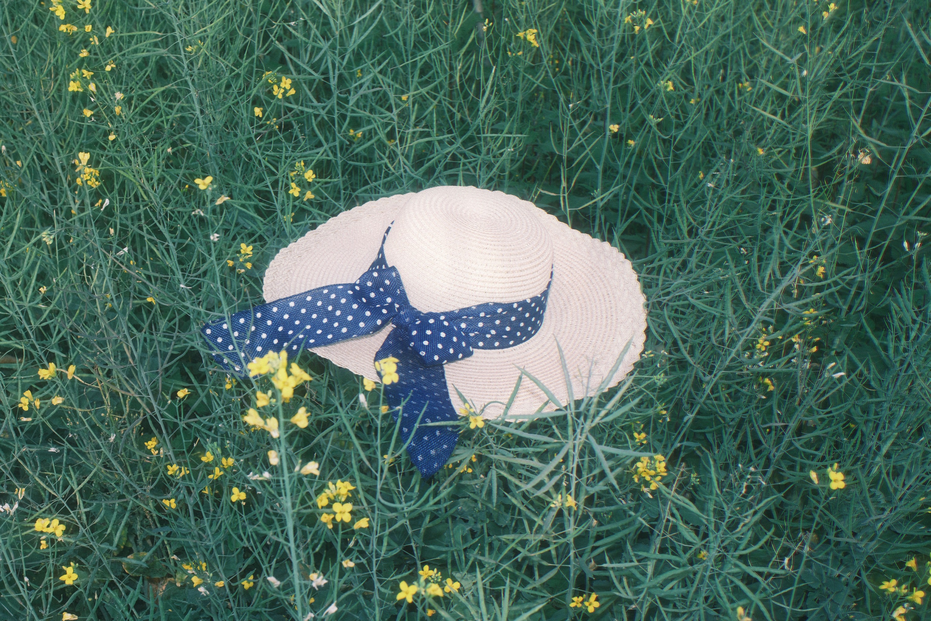 《春日油菜花》[11P] 插图3