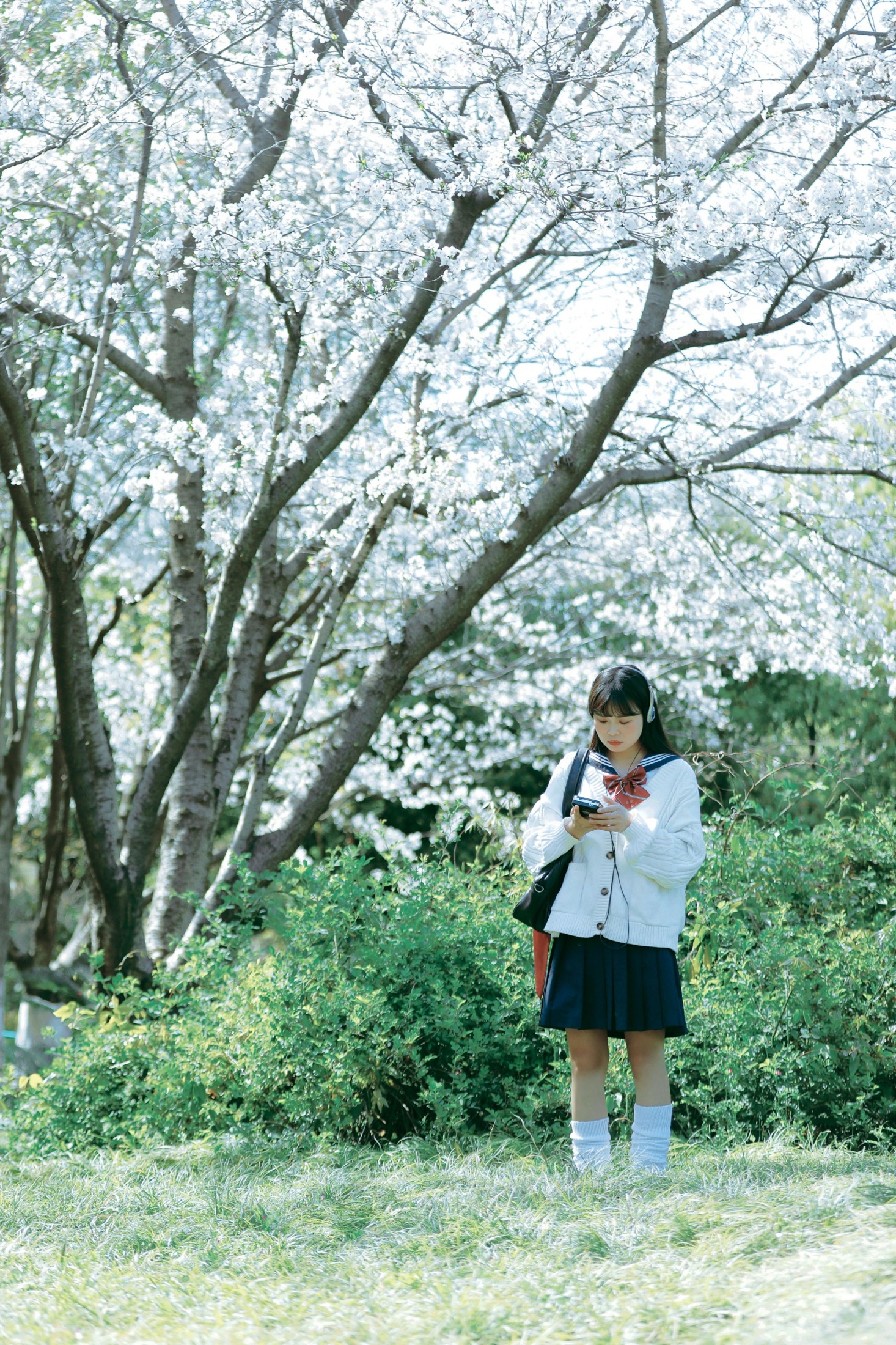 萌三碎 - 《白樱少女》[12P]-66COS