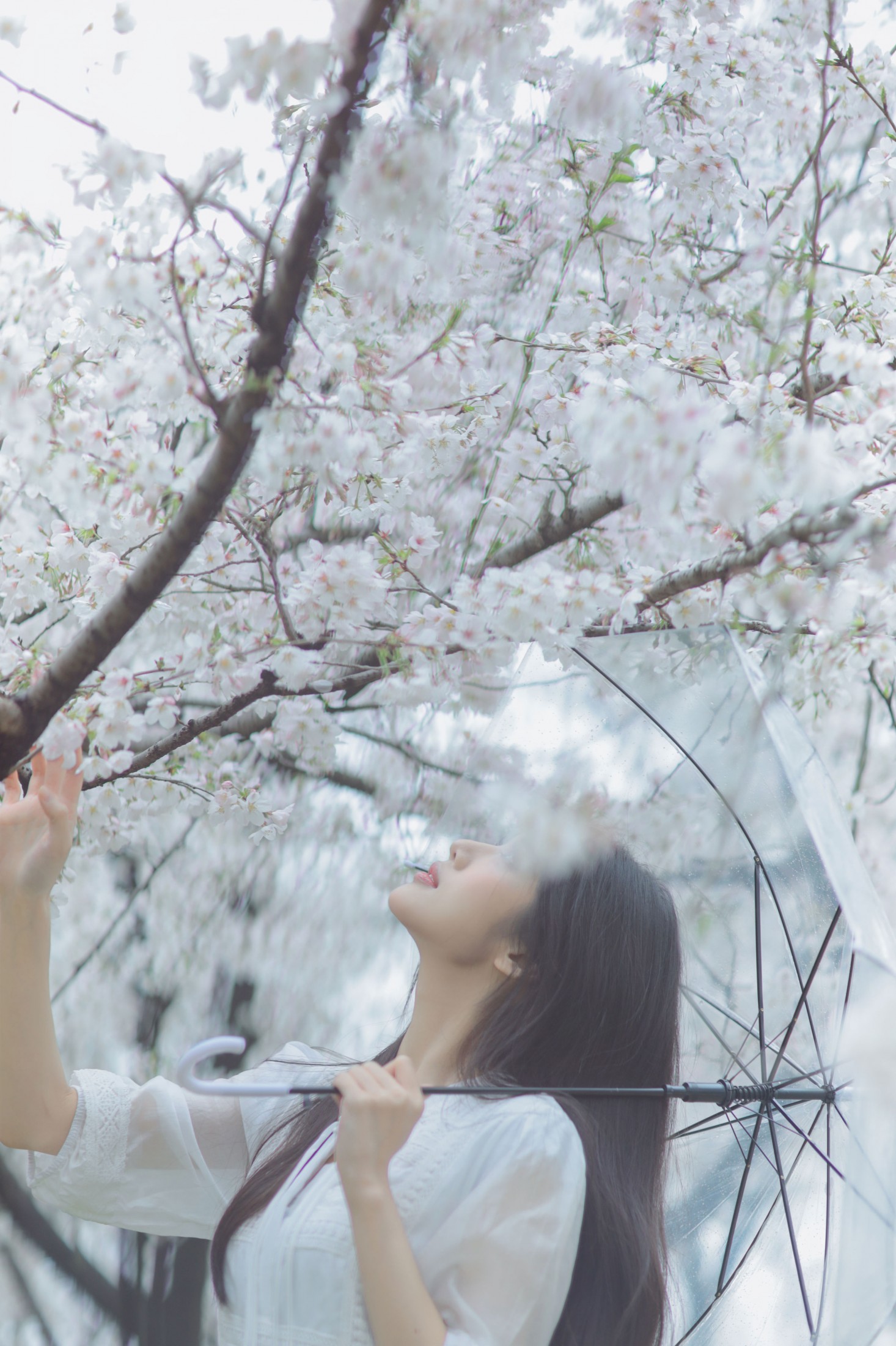 西西 - 《白色樱花》[28P] 插图4