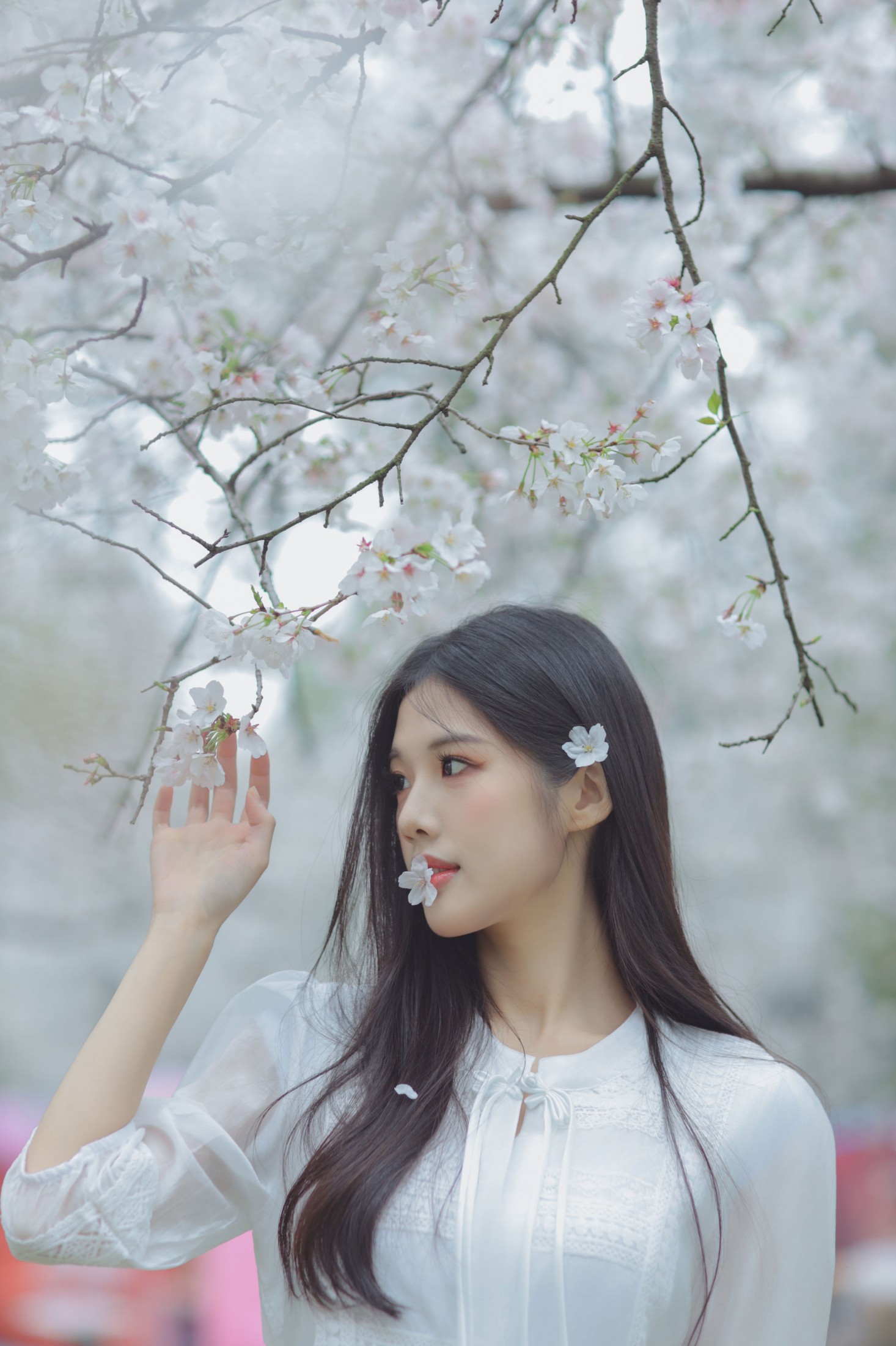 西西 - 《白色樱花》[28P] 插图2