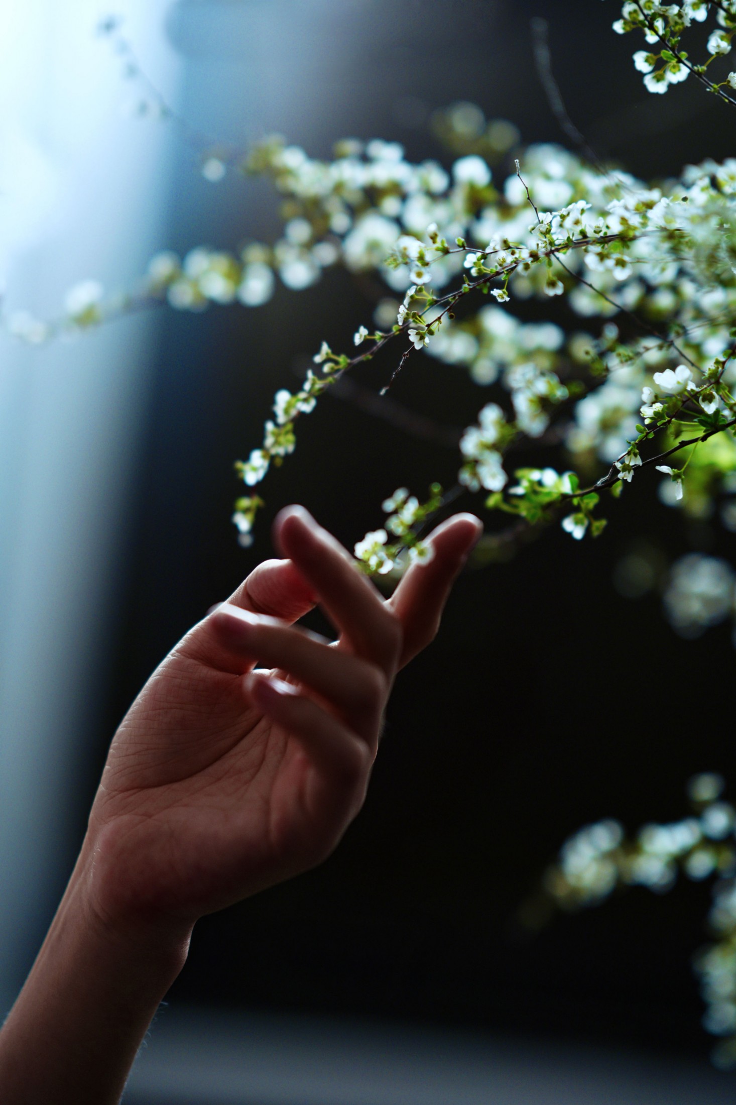 方休。 - 《暗调雪柳情绪大片｜于暗处生长》[9P] 插图3