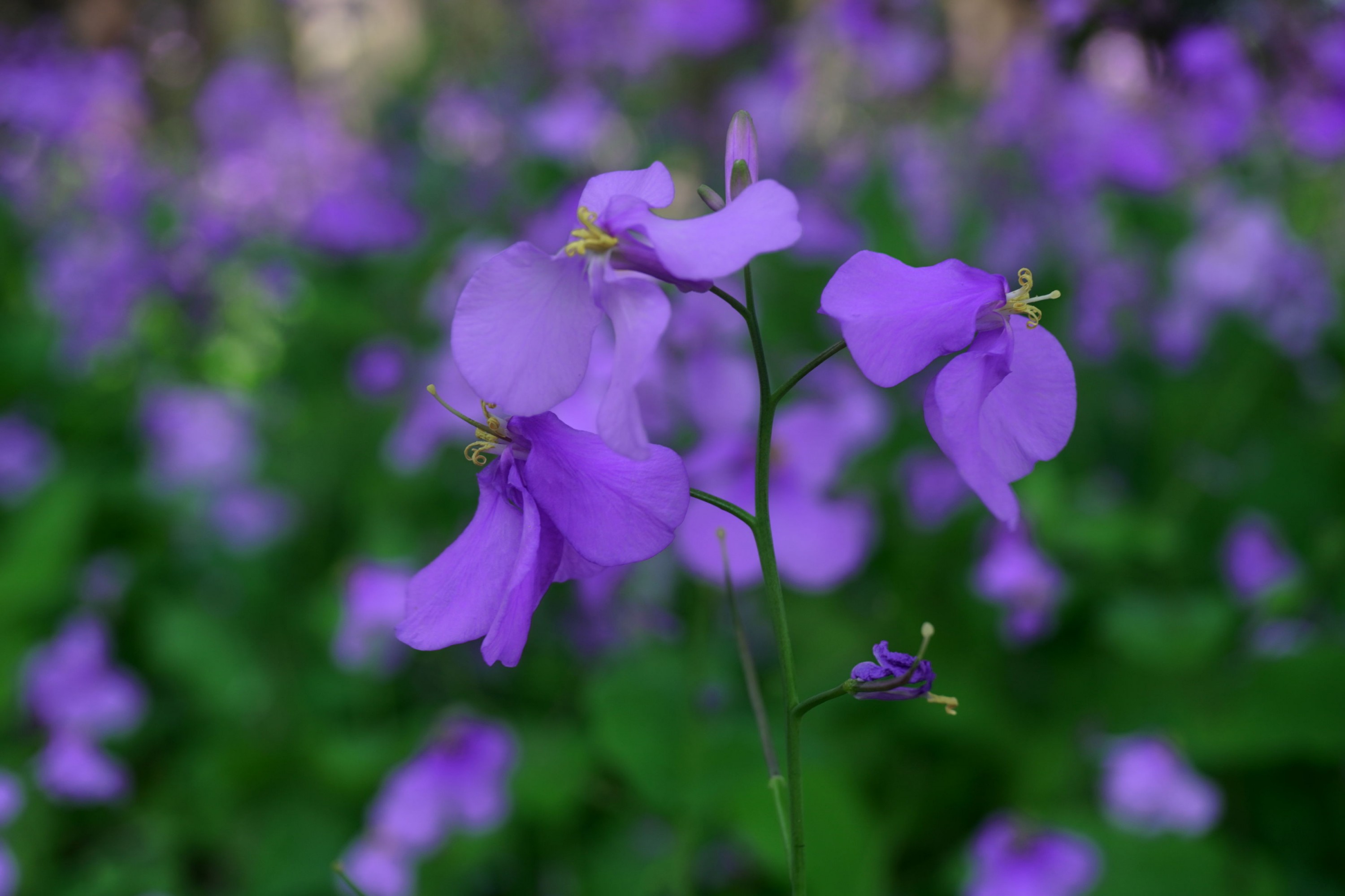 《冬天之美》[11P] 插图2