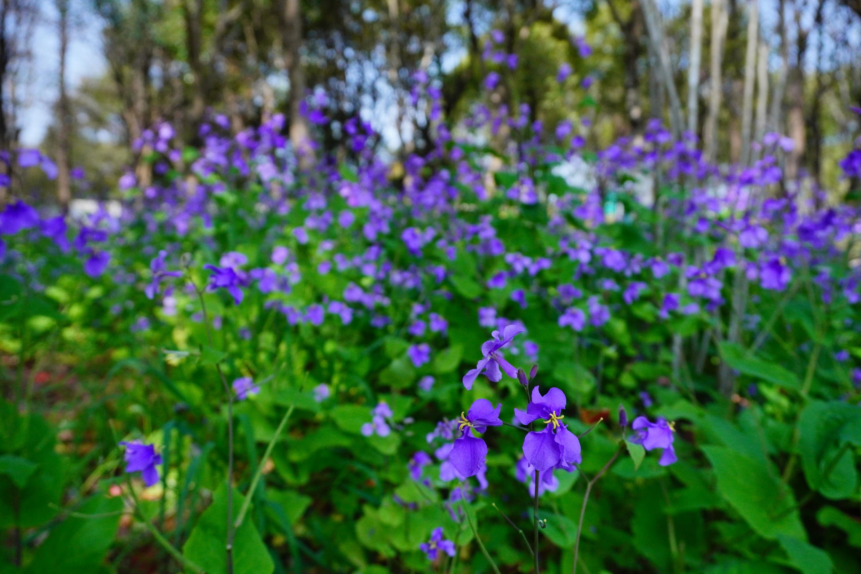 《冬天之美》[11P] 插图4