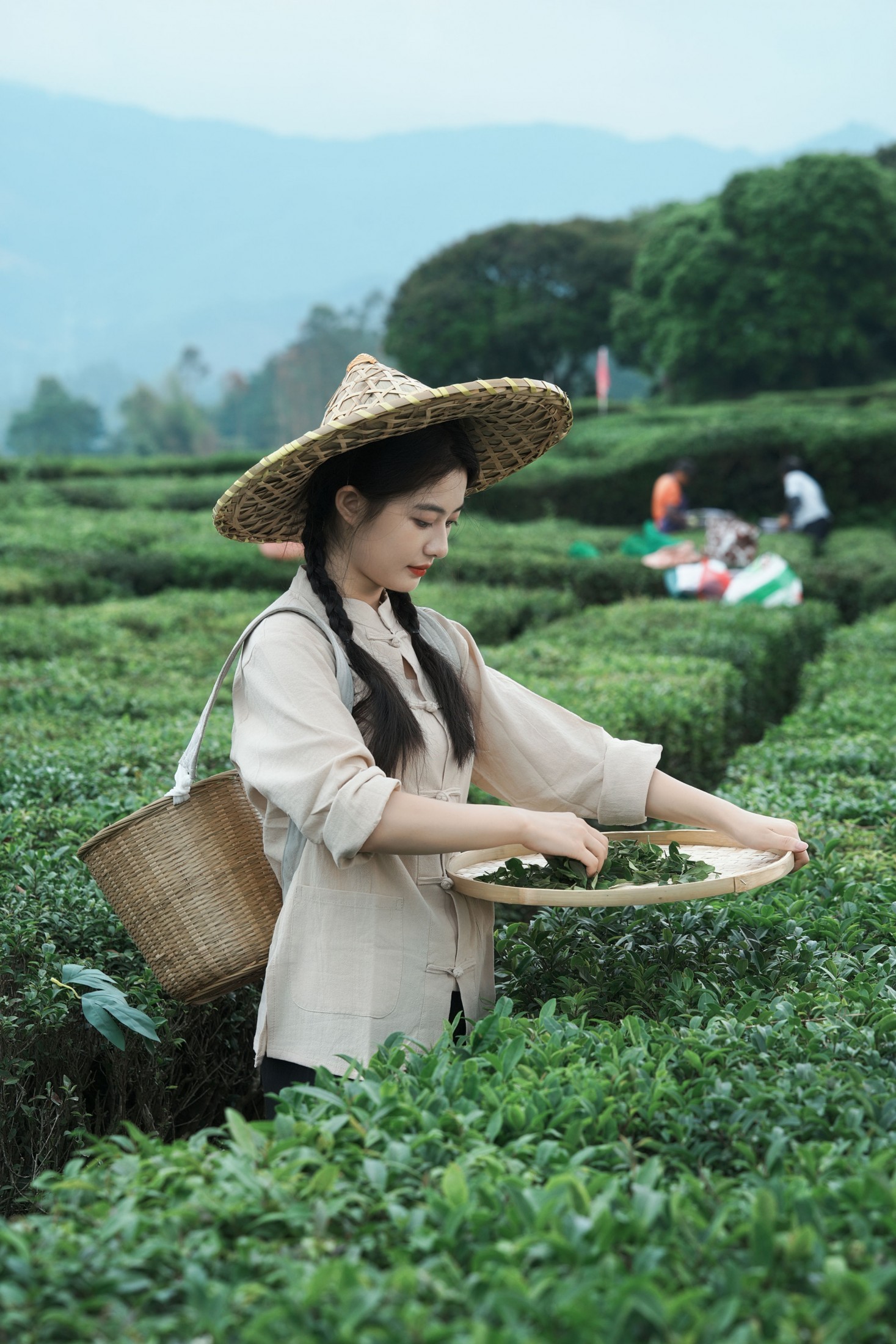 《采茶纪｜把春天，揉进一捧新茶里》[23P] 插图4
