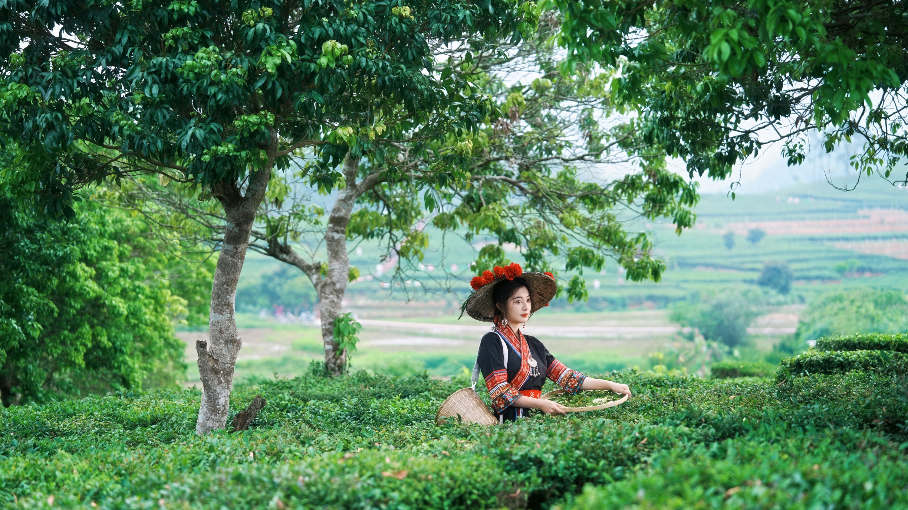 《当畲族的黑红撞色，遇上万亩茶园的青绿。》[26P] 插图5