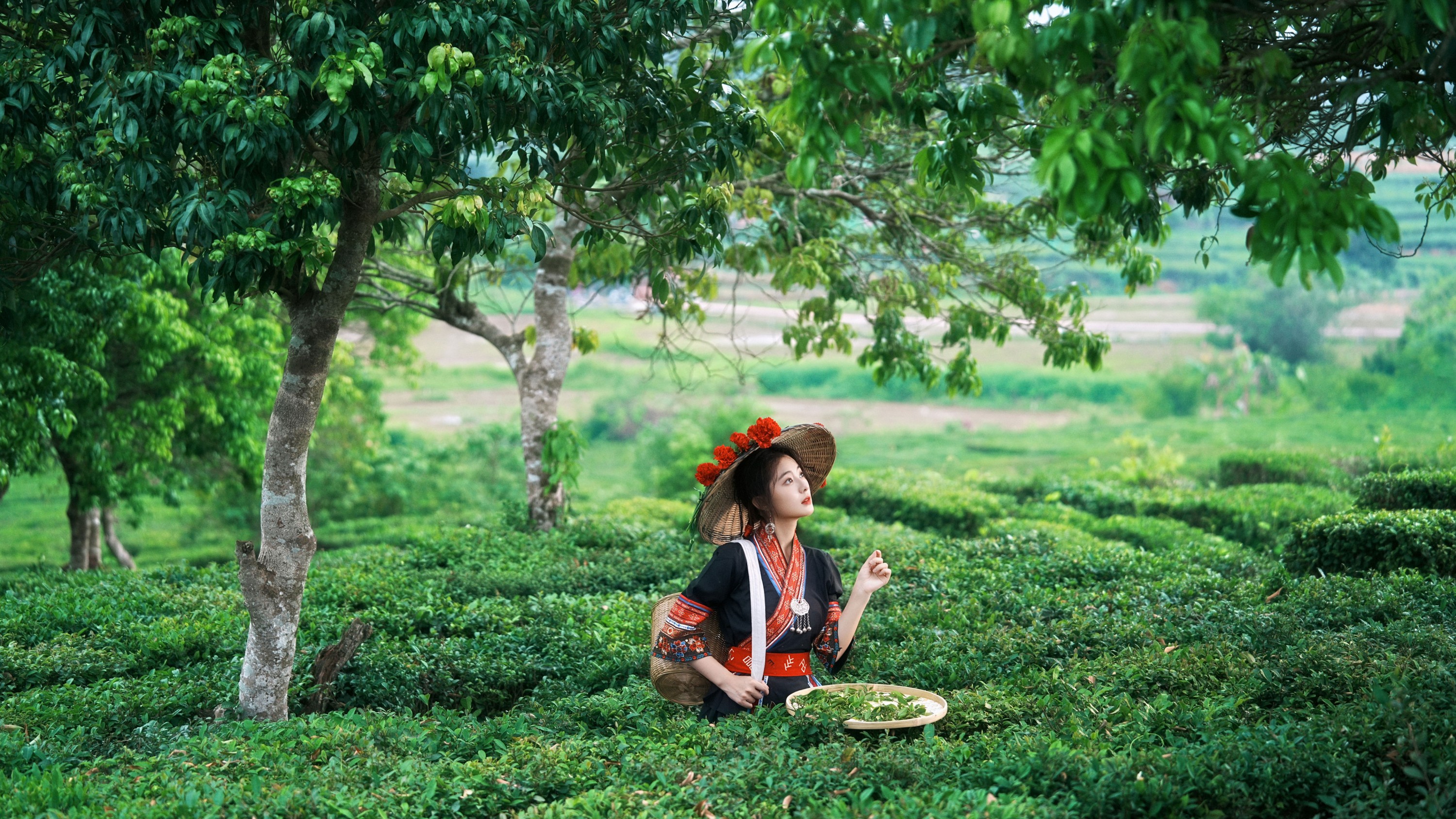 《当畲族的黑红撞色，遇上万亩茶园的青绿。》[26P] 插图2