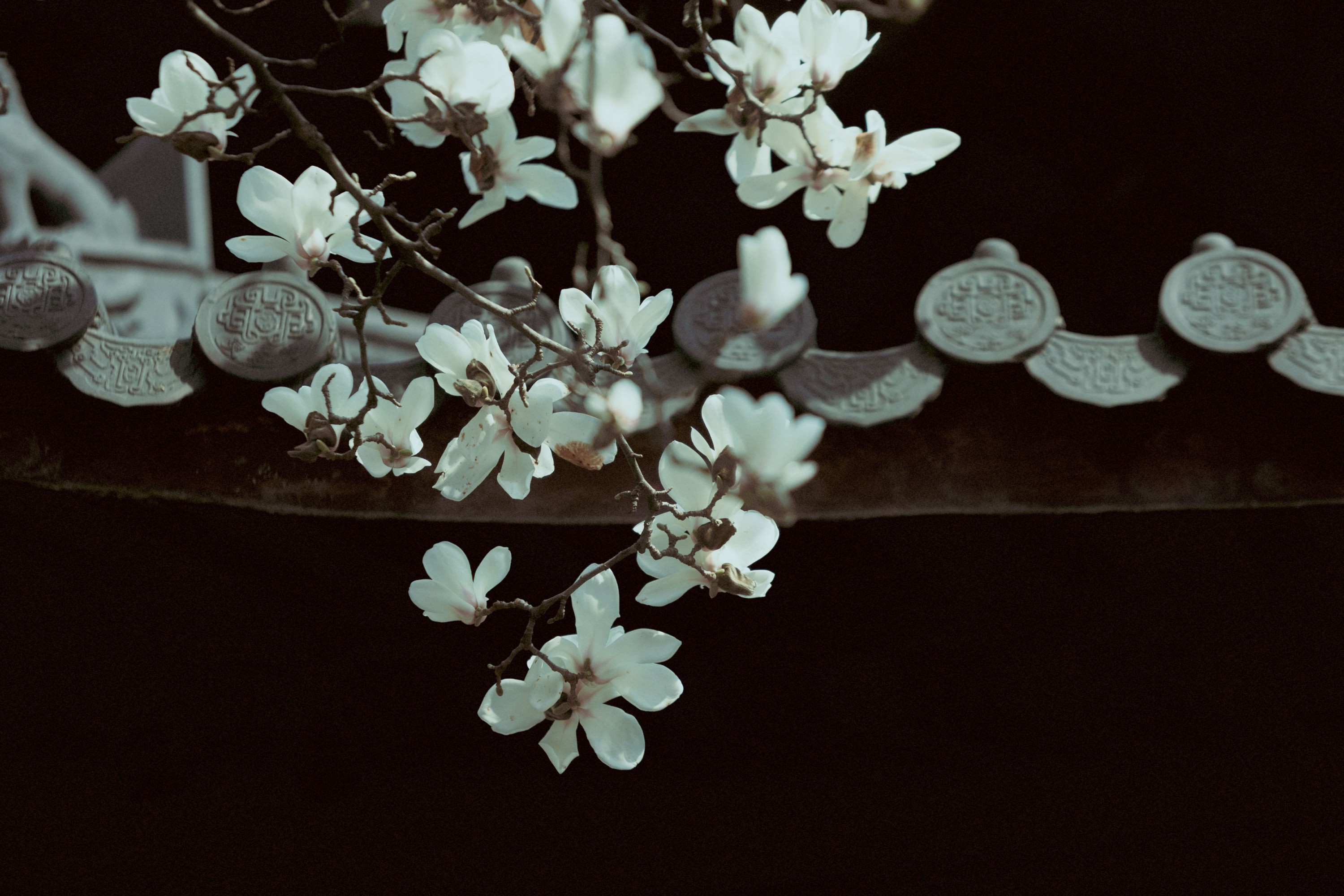 《灵谷寺玉兰》[16P] 插图3