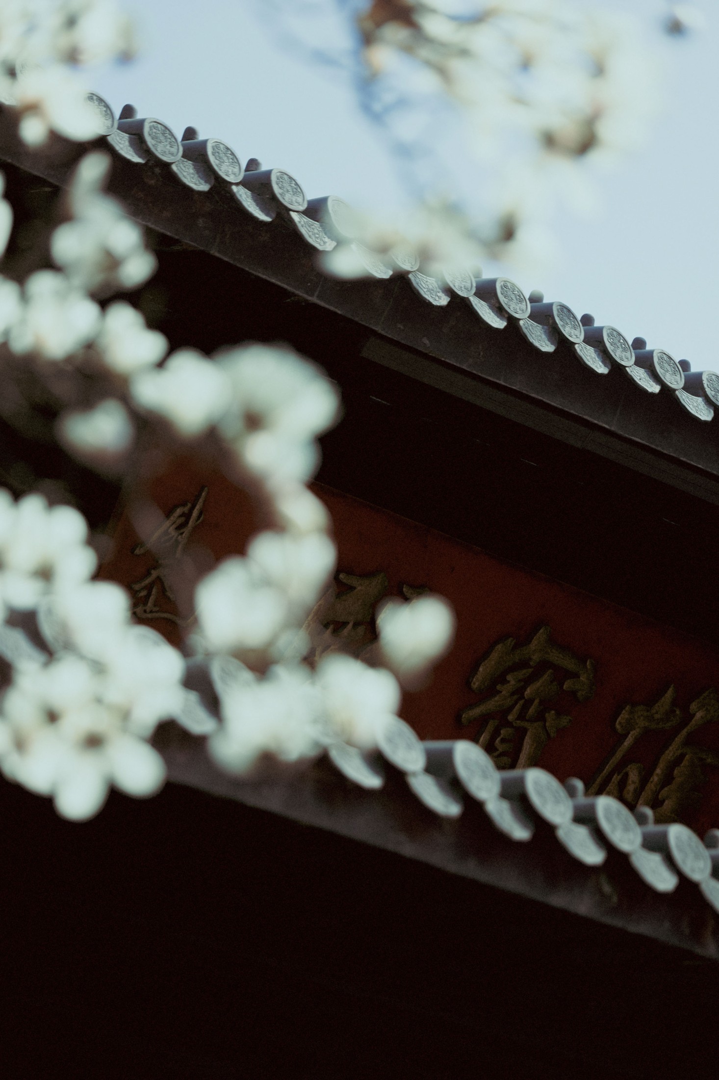《灵谷寺玉兰》[16P] 插图4