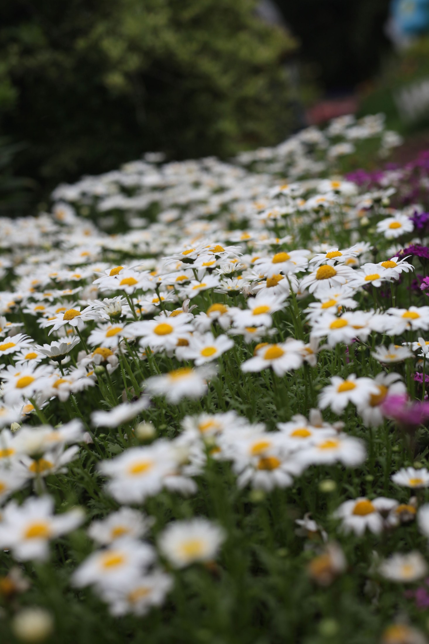 《小菊花》[10P]-66COS