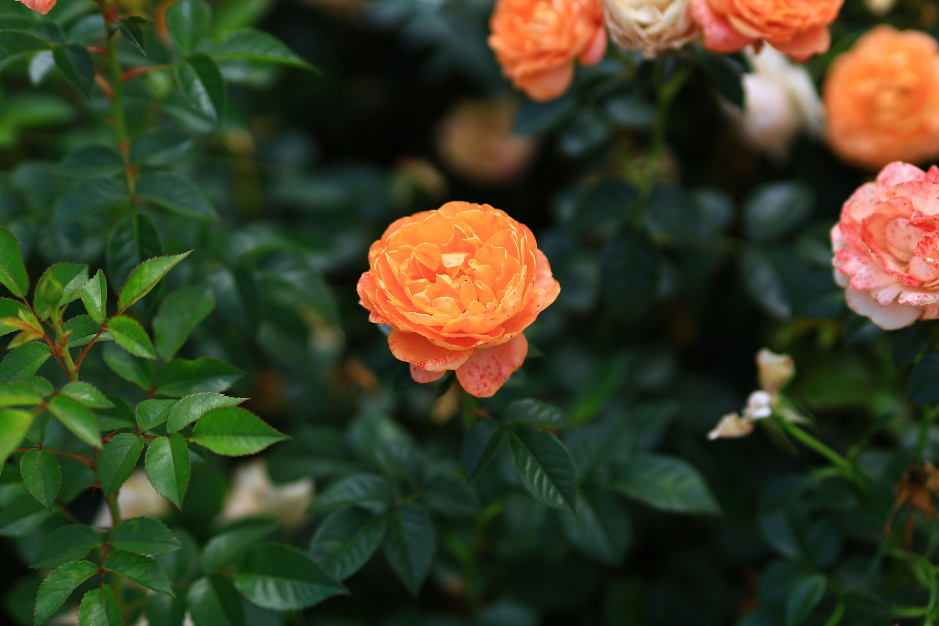 《花开》[13P] 插图5