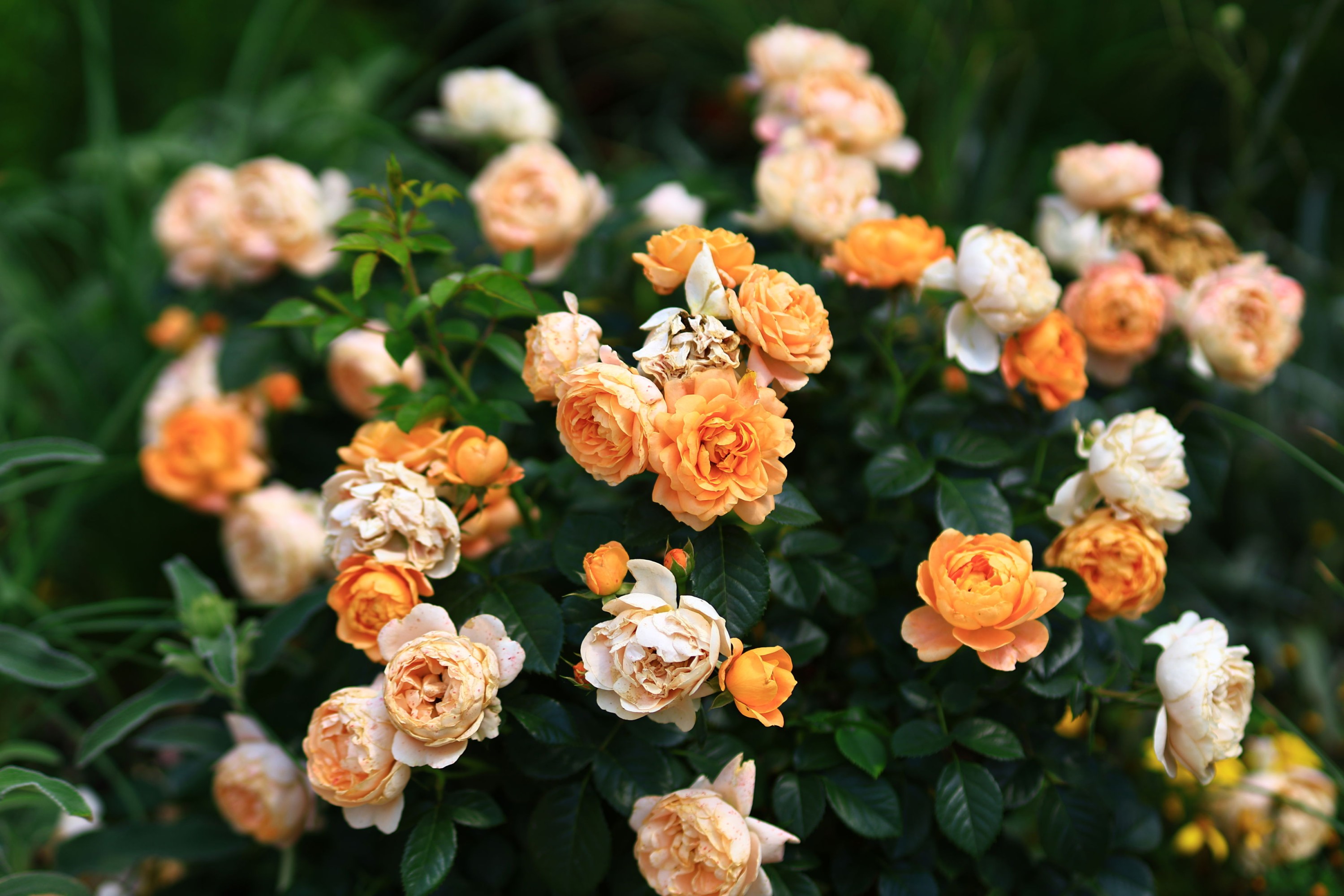 《花开》[13P] 插图3