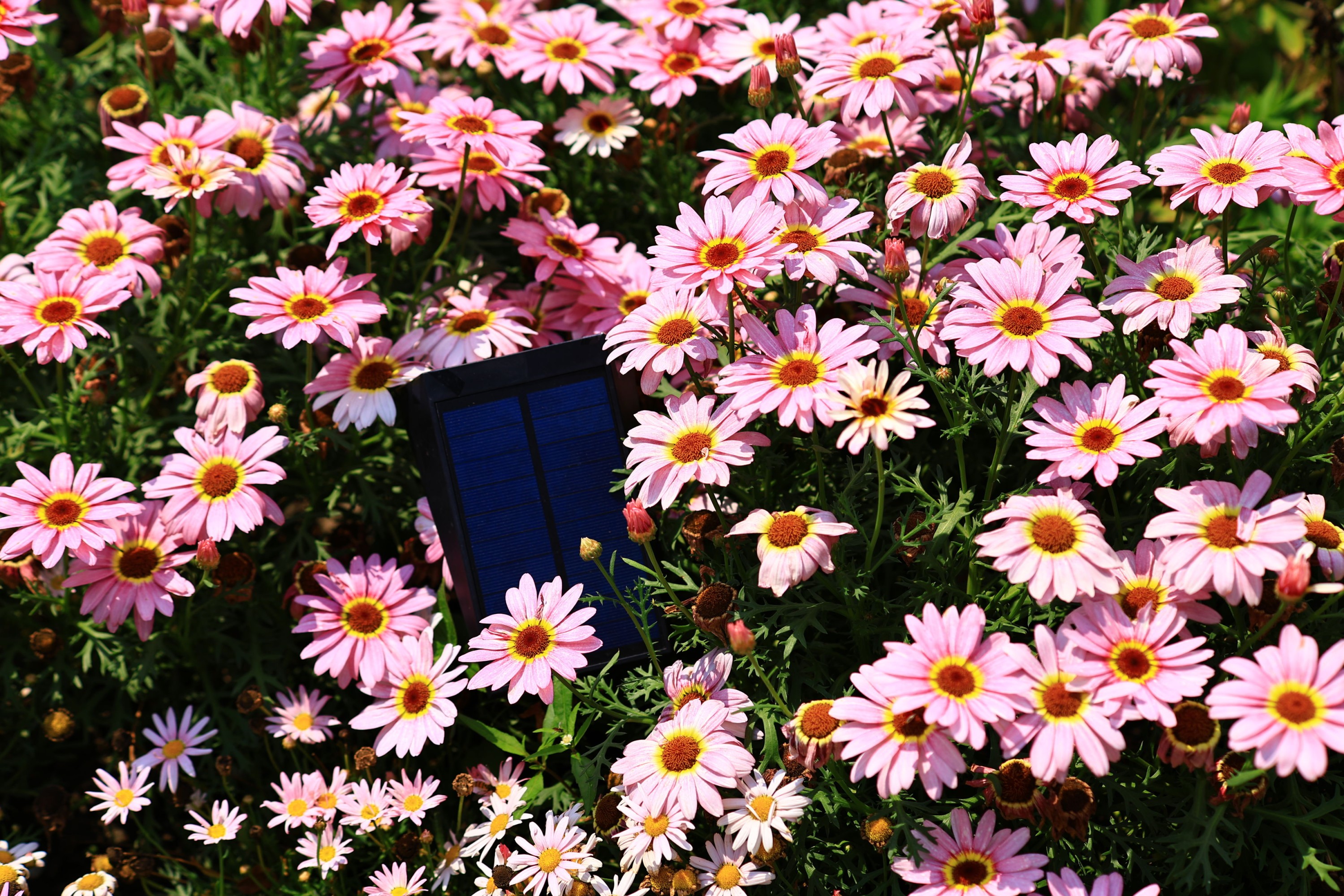 《花开》[13P]-66COS