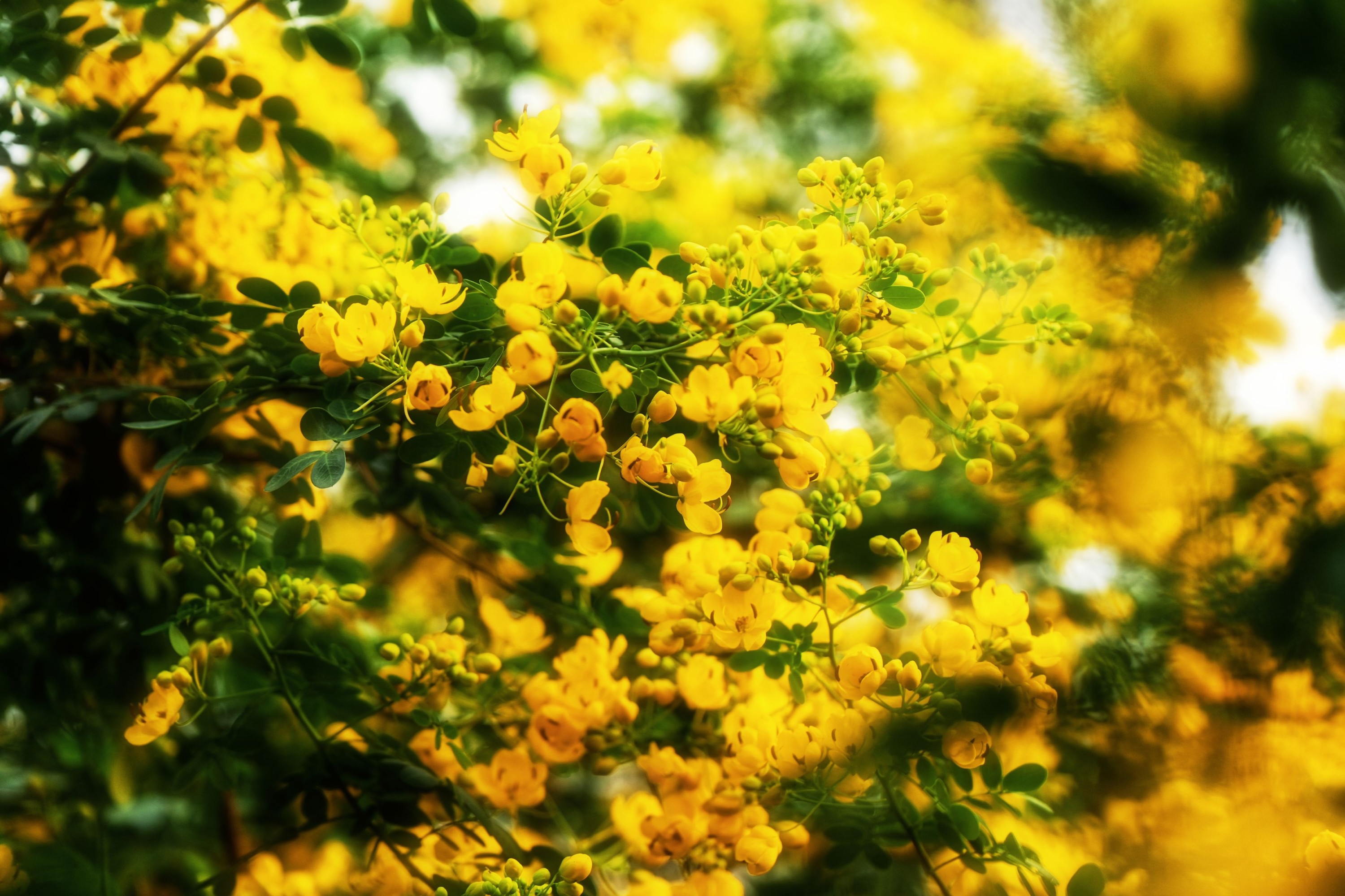 《秋日黄花》[13P]-66COS