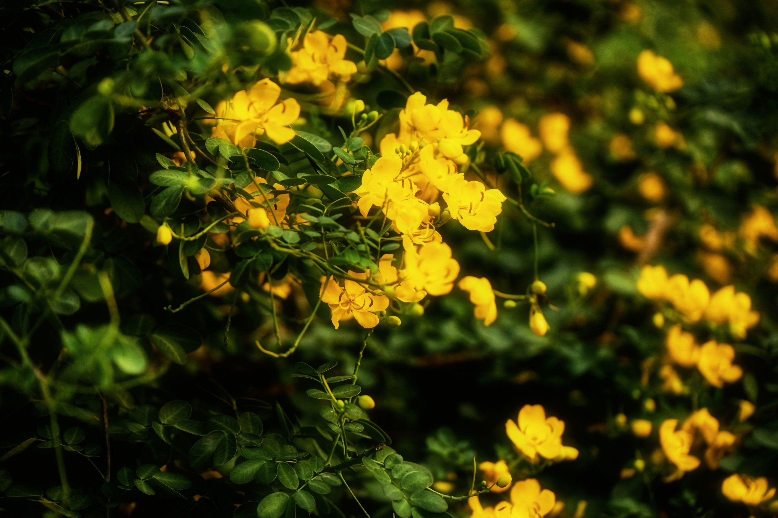 《秋日黄花》[13P] 插图2