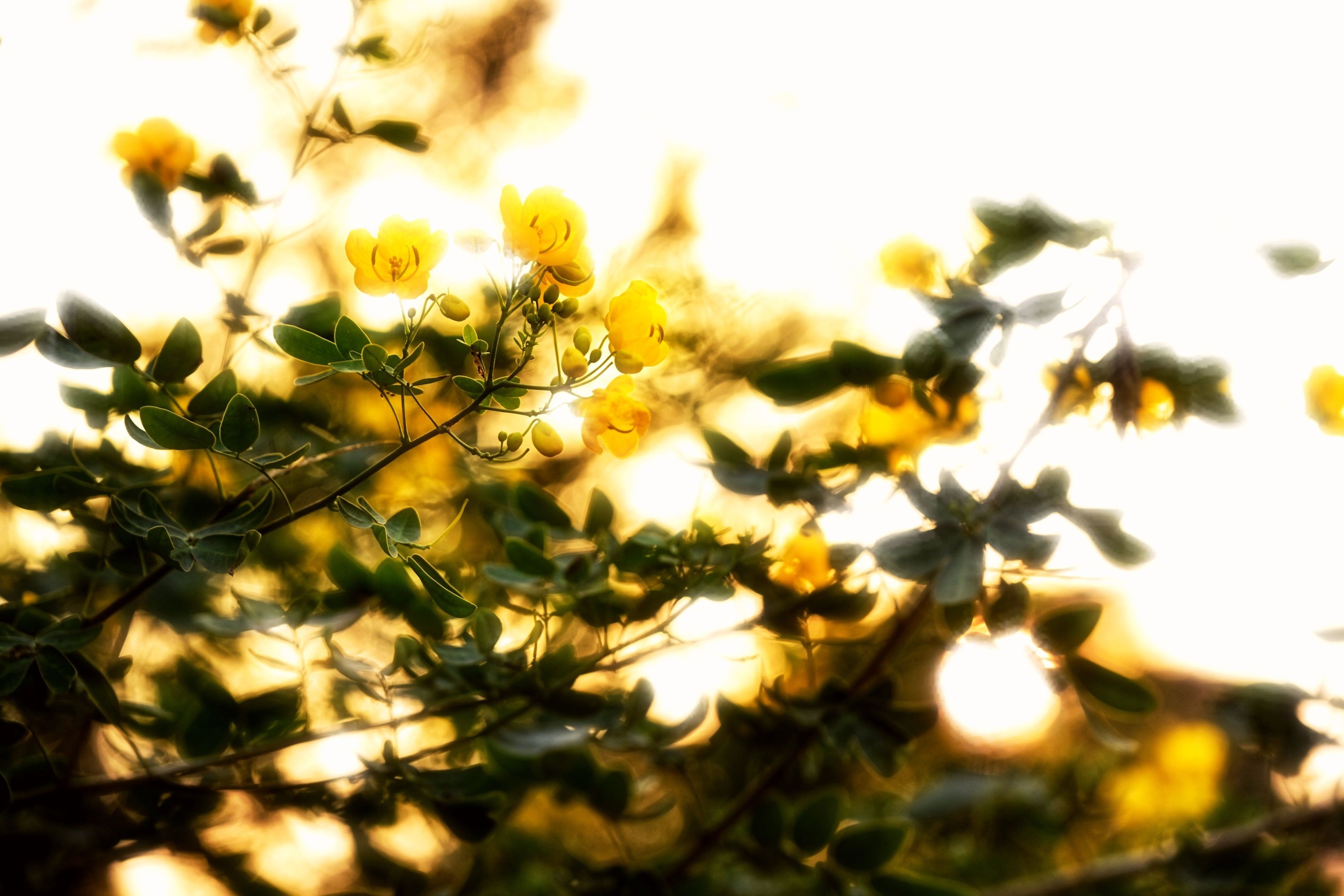 《秋日黄花》[13P] 插图4