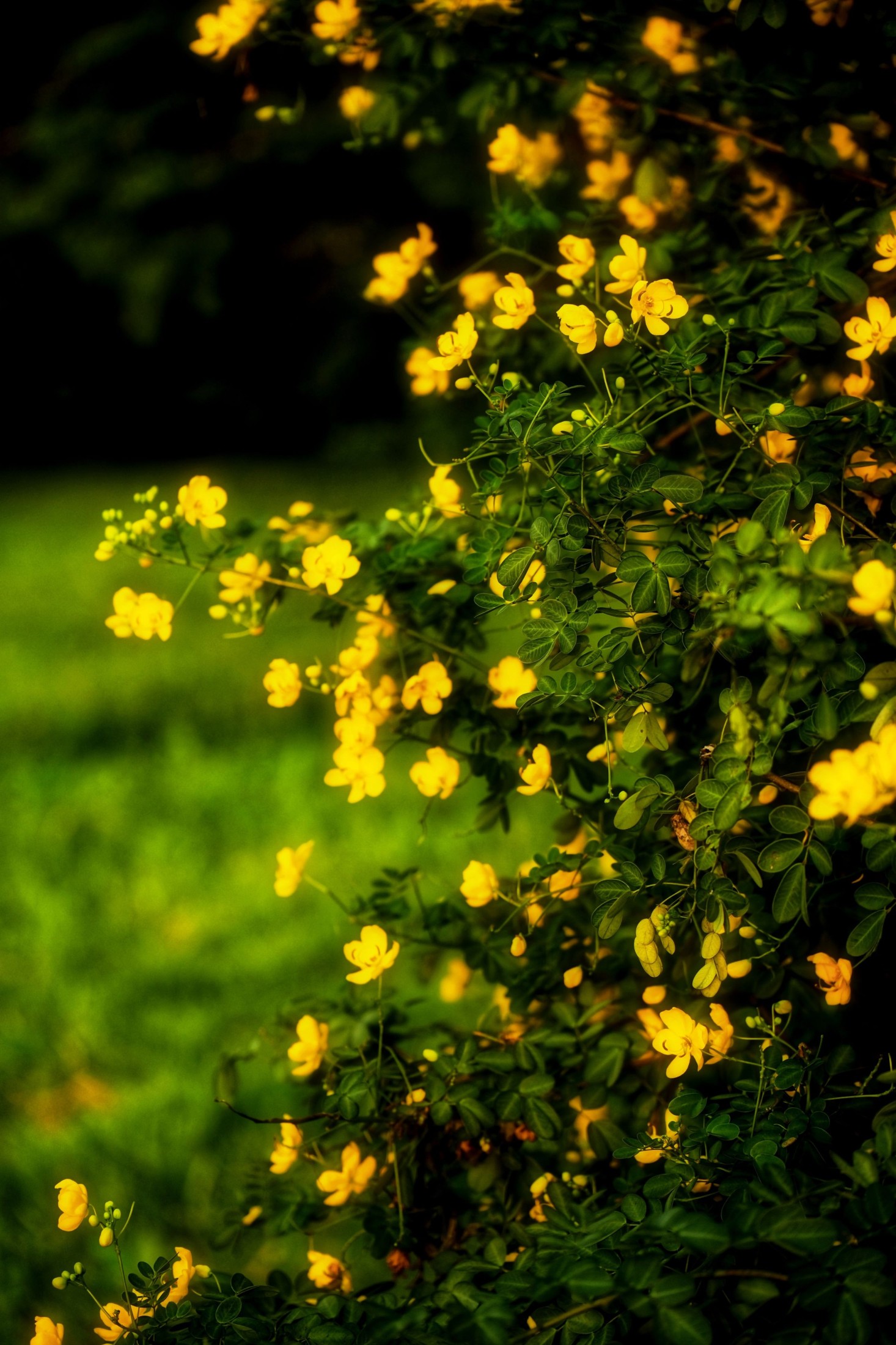 《秋日黄花》[13P] 插图3